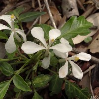 Munronia pinnata (Wall.) W.Theob.